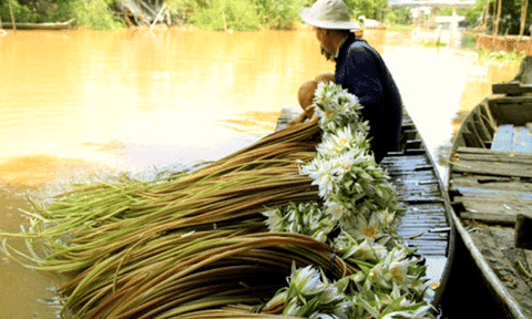Hái súng ma mùa nước nổi