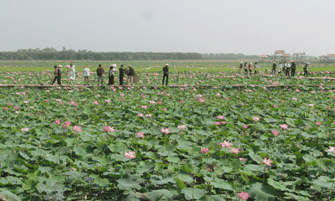 Phát triển nhãn hiệu Sen Tháp Mười