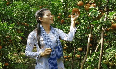 Đồng Tháp sắp có sản phẩm du lịch nông nghiệp sạch