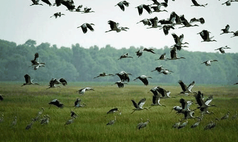 Tràm Chim - “ốc đảo xanh” giữa lòng Đồng Tháp Mười