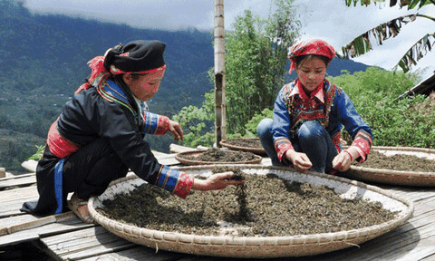 Phìn Hồ giữ thương hiệu chè shan tuyết hảo hạng