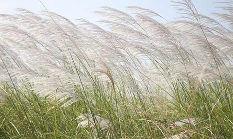  Quảng Ngãi: Cánh đồng hoa lau trắng như mây giữa dòng Trà Khúc