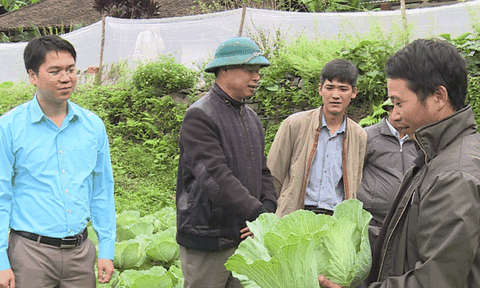 Mô hình trồng rau an toàn tạo thu nhập cho nông dân Na Hang