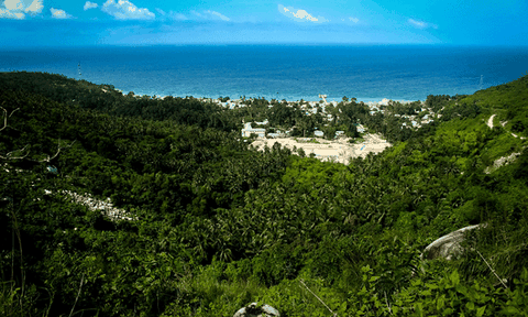 Nơi có những cây dừa ngã xuống sát biển mà không chết