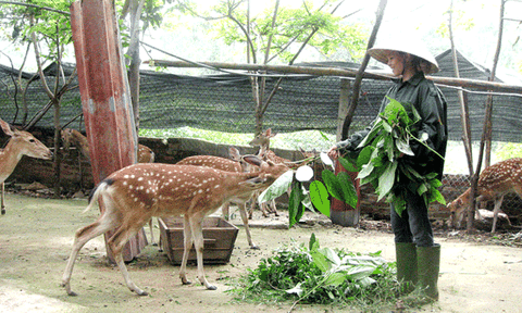 Vĩnh Phúc xây dựng NTM đồng bào dân tộc thiểu số