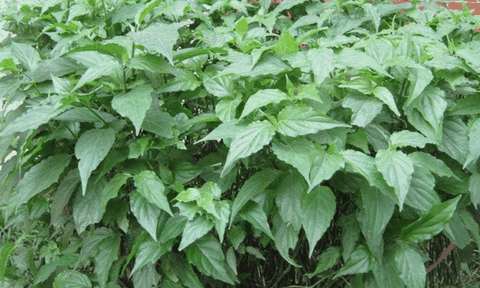 Bó xương - một bài thuốc dân tộc độc đáo