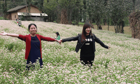 Hà Giang: Khai mạc Lễ hội Hoa Tam giác mạch 2018