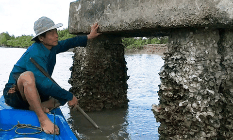 Len lỏi, lặn lội, săn đặc sản “Viagra” dọc sông Cà Mau