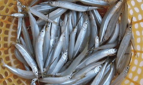 Bỏ bạc triệu lùng mua loài cá "chả ai ngó tới" ở Cà Mau