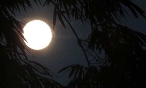 “Tình một đêm” giữa đại ngàn Trường Sơn