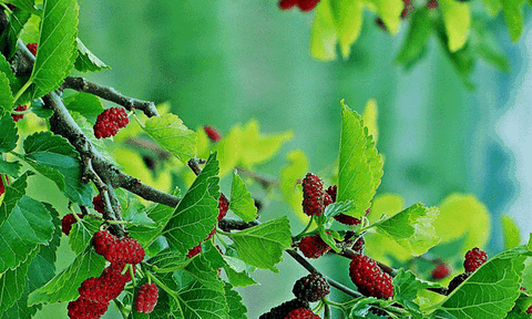 Cây dâu tằm trong lịch sử văn hóa và đời sống hiện tại