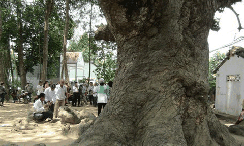 Độc đáo cây dầu dù khổng lồ ở Trà Vinh