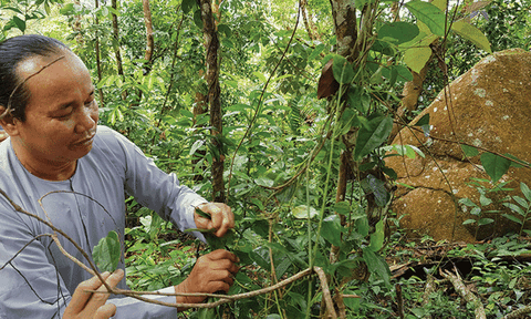 Cây thuốc quý trên núi Cấm