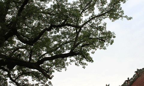 Chuyện về đền Mõ ở Ngũ Phúc