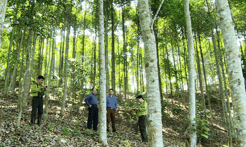 Lâm Bình với công tác bảo vệ rừng