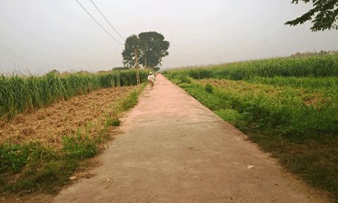 Phát triển đàn bò sữa và vấn đề đặt ra ở Vĩnh Thịnh