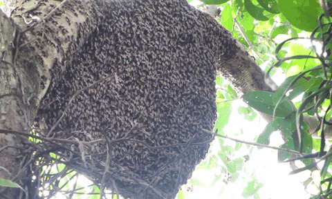 Cận cảnh “vua lấy mật ong” kiếm tiền triệu mỗi ngày