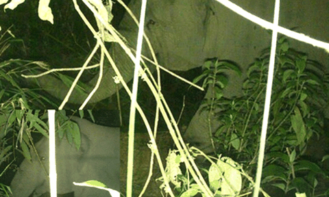 Hà Tĩnh: Bảo tồn voi châu Á tại VQG Vũ Quang 