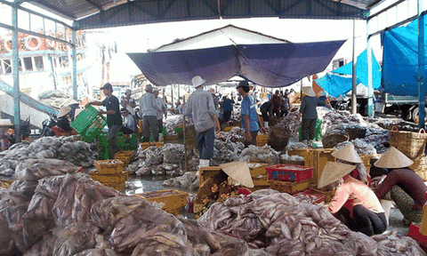 Kiên Giang: Nguồn lợi hải sản đang suy giảm mạnh