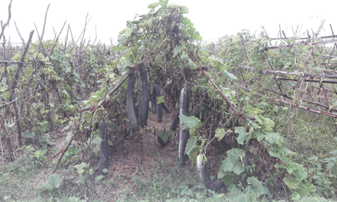 Diễn Tân: Chuyển đổi cơ cấu cây trồng sản xuất vụ Đông