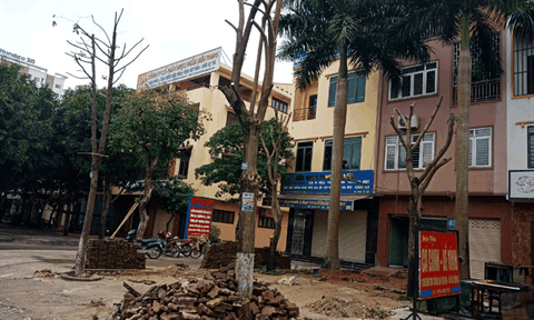 Nghệ An: Vì sao TP. Vinh chưa xử lý vụ đào trộm gần chục cây xanh trên Đại lộ Lê Nin?