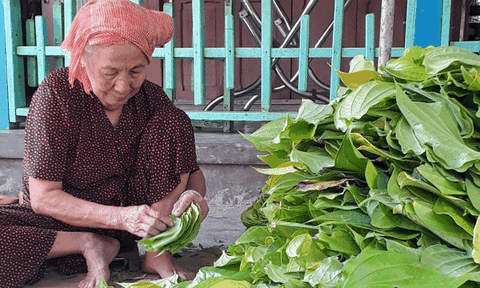 Đón vụ trầu Tết