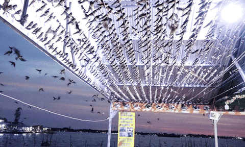 Hàng ngàn chim én đậu kín nhà 1 hộ dân Đồng Tháp