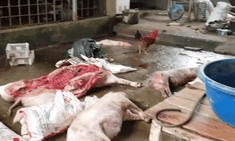 Vĩnh Tường kiểm tra, phát hiện xử lý giết mổ lợn chết