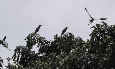 11 năm quyết bảo tồn đàn vạc