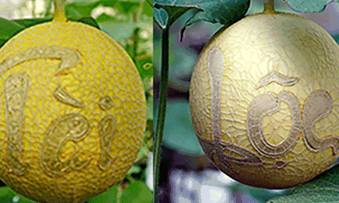 Dưa lưới miền Tây khắc chữ chưng Tết giá triệu một cặp