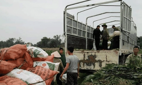 Chuyển dịch cơ cấu cây trồng, vật nuôi ở Thanh Yên