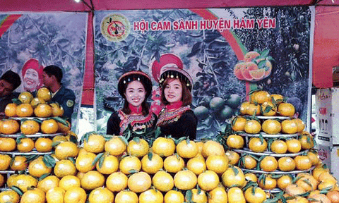  50 gian hàng tham dự Hội chợ cam sành Hàm Yên