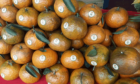 Hà Giang: Vị Xuyên xúc tiến tiêu thụ cam sành