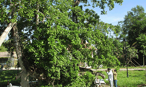 Nơi ấy có lộc vừng