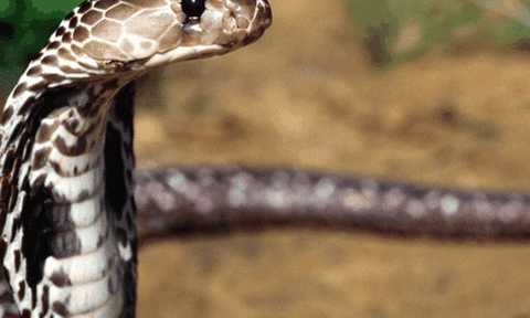 Làng Lệ Mật với việc sử dụng rắn