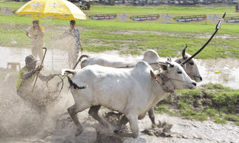 Gặp “nài” bò nổi tiếng vùng Bảy Núi