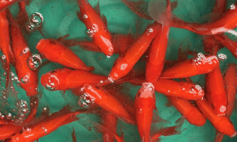 Thả cá chép để ông Táo về Trời và những việc nên tránh