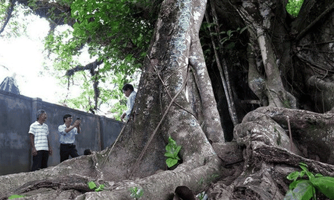 Thêm 6 cây cổ thụ vào danh sách Cây Di sản Việt Nam