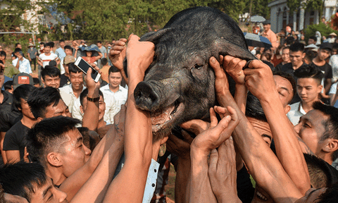 Bắt lợn, bứt lông để cầu may đầu năm
