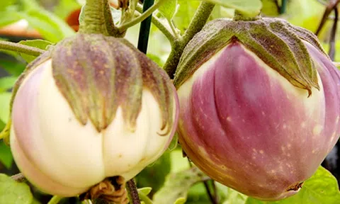  Hưng Yên: Nông dân được mùa cà 