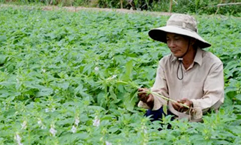 Đua nhau trồng mè cho lợi nhuận gấp 2,5 lần trồng lúa