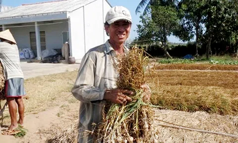 Trồng tỏi thu nhập cao