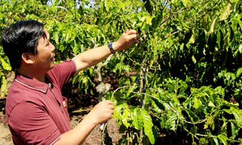 Chờ tái canh cà phê: Sự thật đắng lòng ở Kon Tum