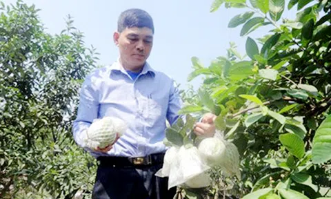 Thủ lĩnh nông dân đi tiên phong bằng vườn cây 300 triệu