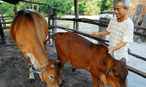 Thoát cảnh nhà phên gỗ, xây cơ ngơi khang trang nhờ... bò