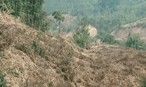 Điện Biên: Tình trạng xâm hại rừng diễn biến phức tạp