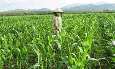 Đăk Lắk tăng hiệu quả kinh tế từ chuyển đổi cây trồng