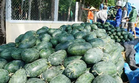 Quảng Nam: Nông dân trồng dưa lại khốn khổ