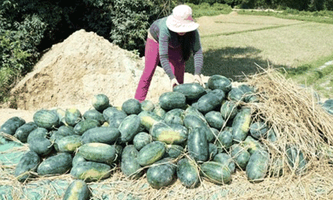  Dân Quảng Nam vẫn "không sợ' dưa hấu"? 