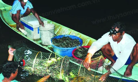 Cà Mau: Mô hình nuôi tôm nước "tĩnh" hiệu quả cao